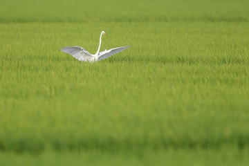 Fototapeta premium White egret flying over a green rice field