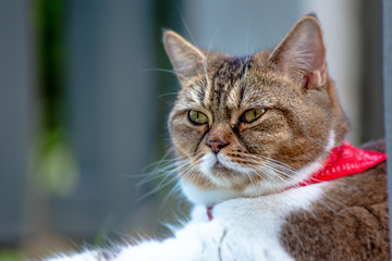 Adult female cat laying in the garden grass. A close up portrait of a cat. Cute female cat chill out in the grass and enjoying the sun