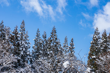 冬の山と森林　青空　雪景色