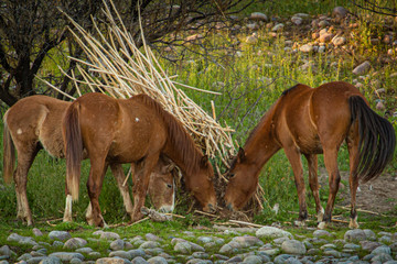 Wild Horses