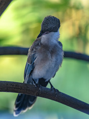 Azure-winged magpie portrait