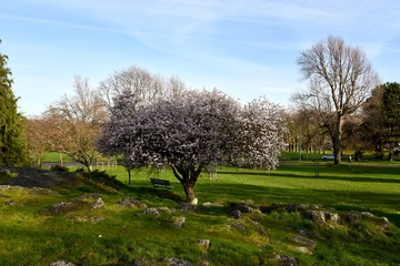 Obraz premium tree in spring