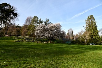 cherry blossoms in beacon hill park