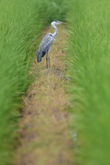grey heron hiding in a green rice field an looking for a prey