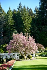 cherry trees at butchart gardens