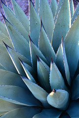 Detail of agave plant in Sedona, Arizona backcountry showing stiff spines that resulted in name...