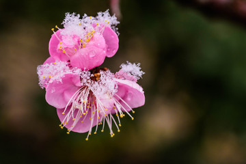 雪の日の梅の花