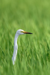 white egret hiding in a green rice field and looking for a prey