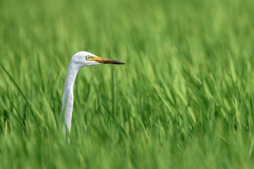 white egret hiding in a green rice field and looking for a prey
