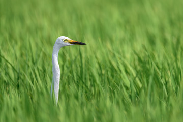 white egret hiding in a green rice field and looking for a prey