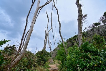 芥屋の大門公園遊歩道の情景＠糸島、福岡