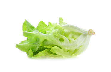 lettuce isolated on white background