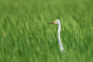 white egret hiding in a green rice field and looking for a prey