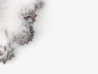 Winter background with white space for text or design and dry leaves covered by fresh snow on the ground.