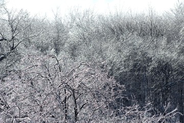 Winter view in Montreal, Canada, near the Mount Royal mountain covered by forest (a natural park) with ice-covered trees after icy rain.