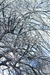 Obraz premium Winter view in Montreal, Canada, near the Mount Royal mountain covered by forest (a natural park) with ice-covered trees after icy rain.