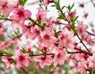 한국의 매화 풍경, 홍매화
