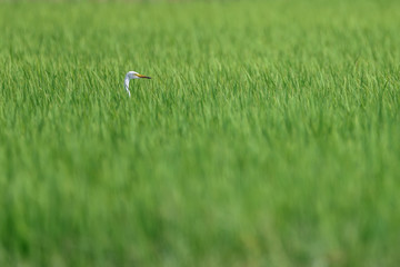 white egret hiding in a green rice field and looking for a prey