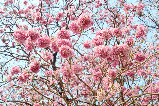 708 Best Tabebuia Rosea Images Stock Photos Vectors Adobe Stock