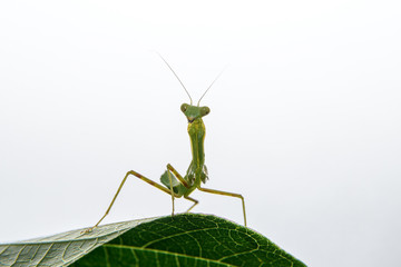 tiny praying mantis baby on a leaf isolated