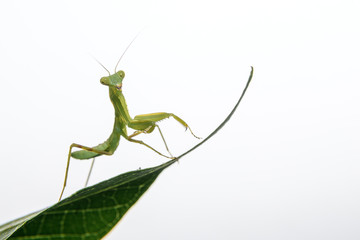 tiny praying mantis baby on a leaf isolated