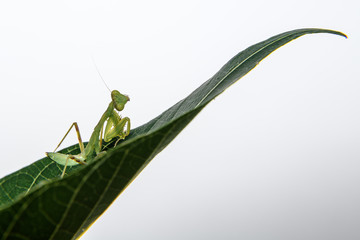 tiny praying mantis baby on a leaf isolated
