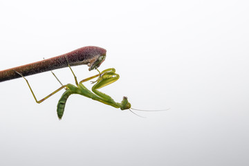 tiny praying mantis baby on a leaf isolated