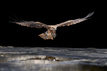 Black kite catching a fish in the sea