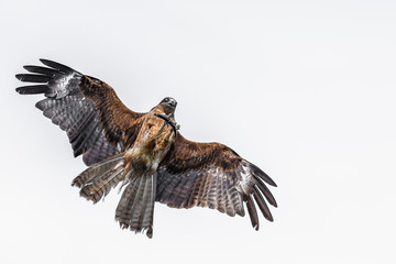 Black kite catching a fish in the sea isolated