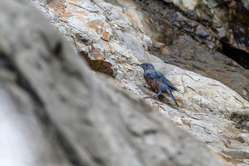 Blue rock thrush on a rock