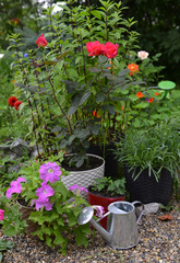 Fototapeta na wymiar Petunia and rose flowers in pots with blooming ranunculus in the garden.