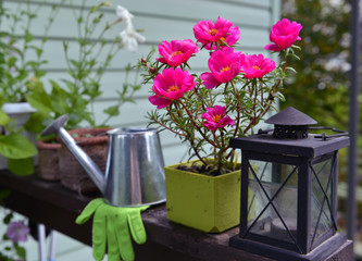 Lilac purslane flower and watering can in the garden.