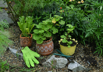 Pots with flower sprouts, working tools and gloves in the garden.