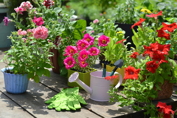 Blooming flowers of purslane and petunia with watering can on garden patio.