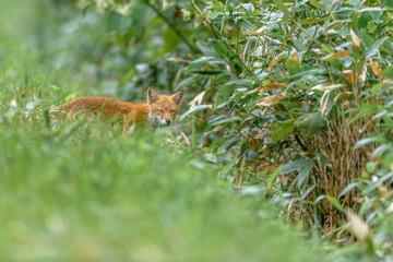 Japanese red fox on the grass