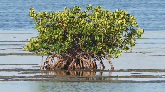 Red Mangrove (Rhizophora mangle) tree in the middle of a saltwater estuary. Critical habitat