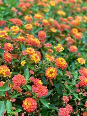 flowers in the garden