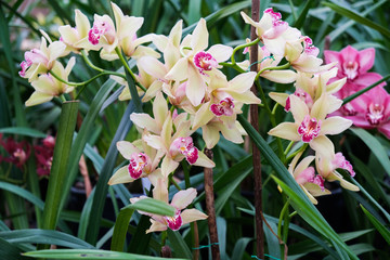 Collection of orchid flowers in orchid garden. Growing tropical plants in greenhouse.