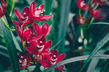 Beautiful red orchid flowers in orchid garden. Growing orchids in plant nursery. Spring background.