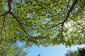 sun light through green leaf branchs of big tree