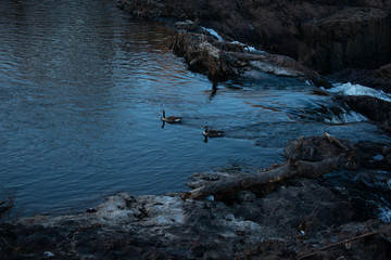 Two Ducks Swimming in Passaic river and Paterson Great Falls
