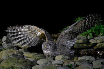 hunting Blakiston's fish owl portrait