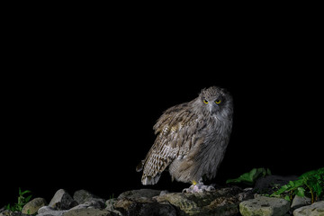Blakiston's fish owl portrait