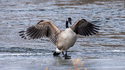 canada goose on the lake