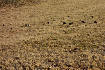 草原で戯れる野鳥の群れの遠景