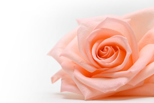 closeup beautiful petal of orange rose gold flower on white background, image used for wedding love romantic concept