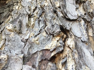 Rain Tree's Bark