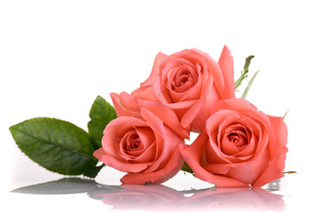 orange rose flower bouquet isolated on white background, beauty peach color tone