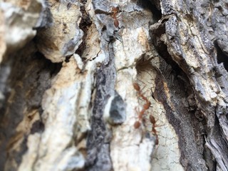 Rain Tree's Bark