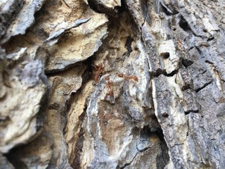 Rain Tree's Bark